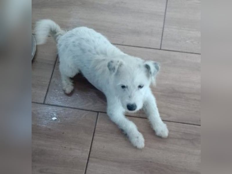 Lieber, kleiner Struppi sucht Familienanschluss