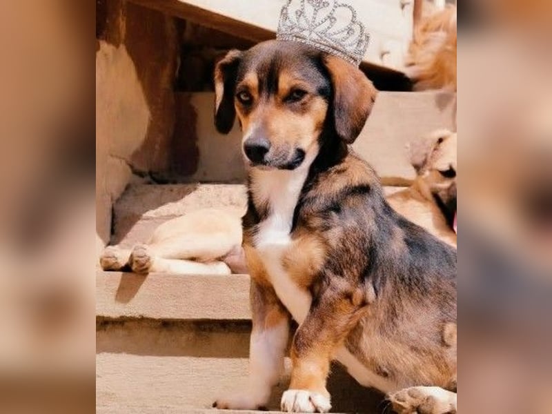 TALISKA - liebenswerte, ruhige Hündin sucht ihre Menschen