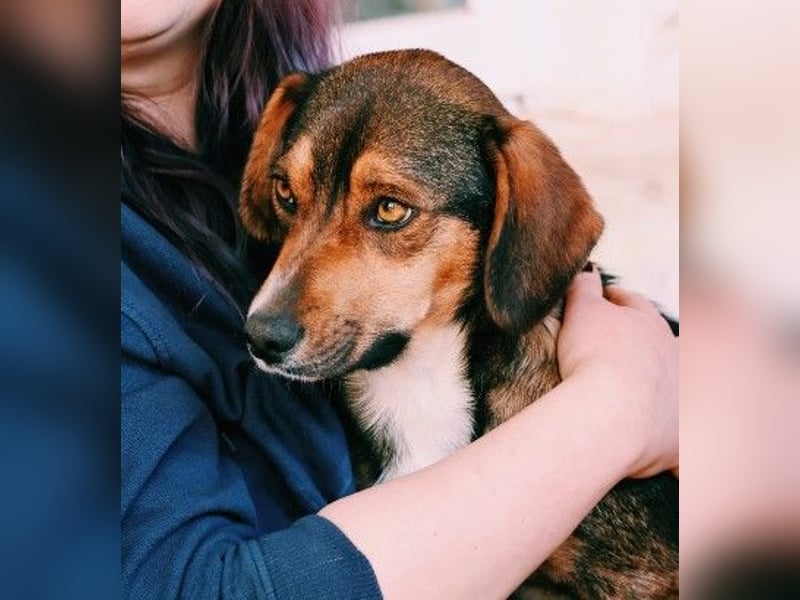 TALISKA - liebenswerte, ruhige Hündin sucht ihre Menschen