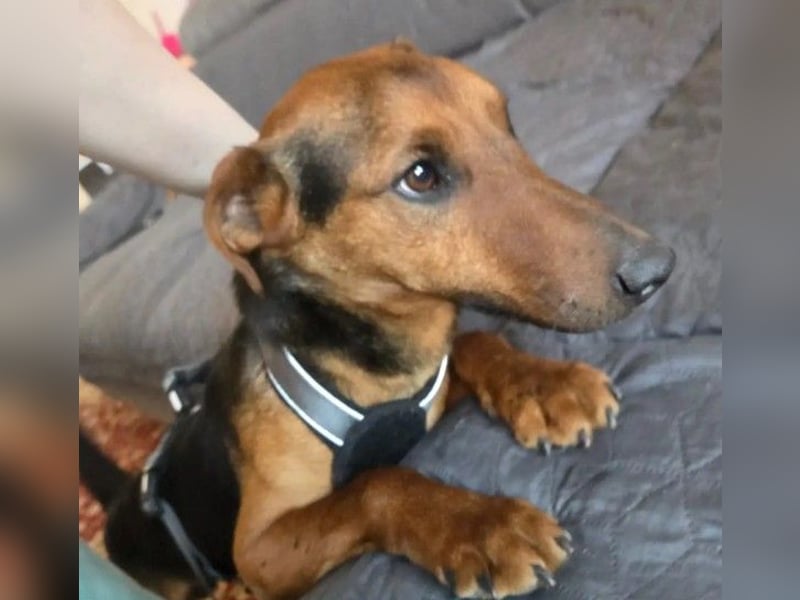 menschenbezogener, lieber und kleiner Rico