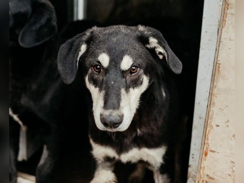 CASPAR - lieber, offener Junghund sucht seine Familie