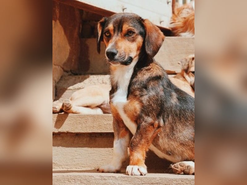 TALISKA - liebenswerte, ruhige Hündin sucht ihre Menschen