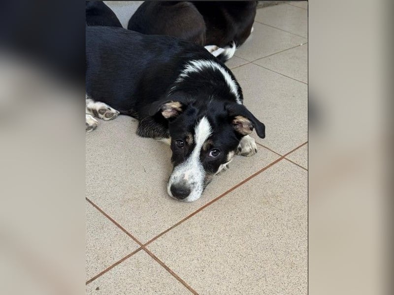 Elliot – lebensfroher Hundejunge mit großem Herz