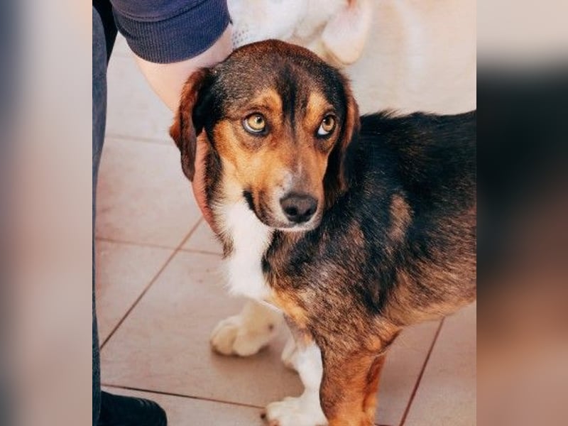 TALISKA - liebenswerte, ruhige Hündin sucht ihre Menschen