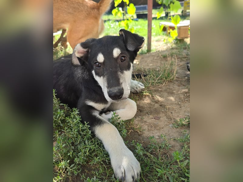 CASPAR - lieber, offener Junghund sucht seine Familie