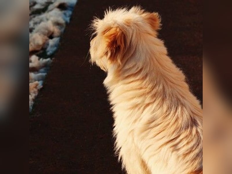 zauberhafte Junghündin Edith