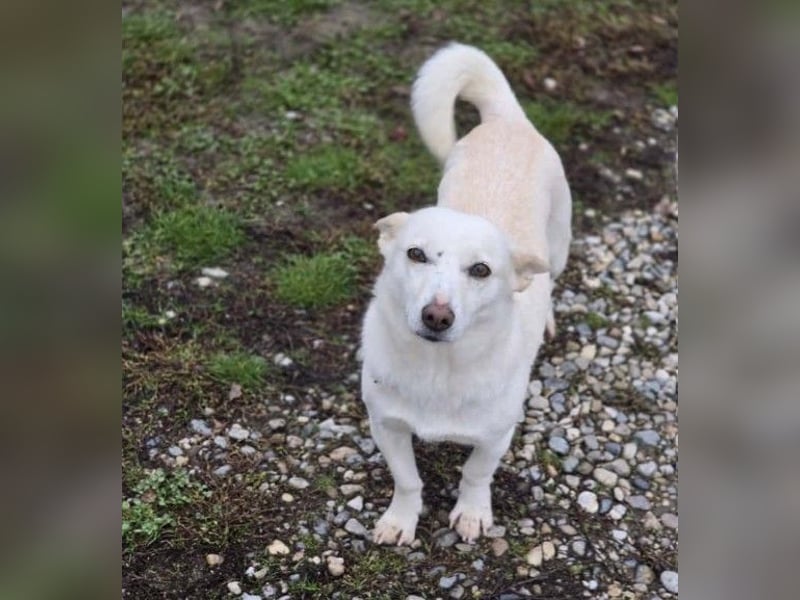 menschenbezogene, liebe Perla