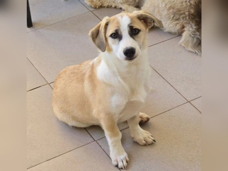 zauberhafter Emoji sucht seine Menschen