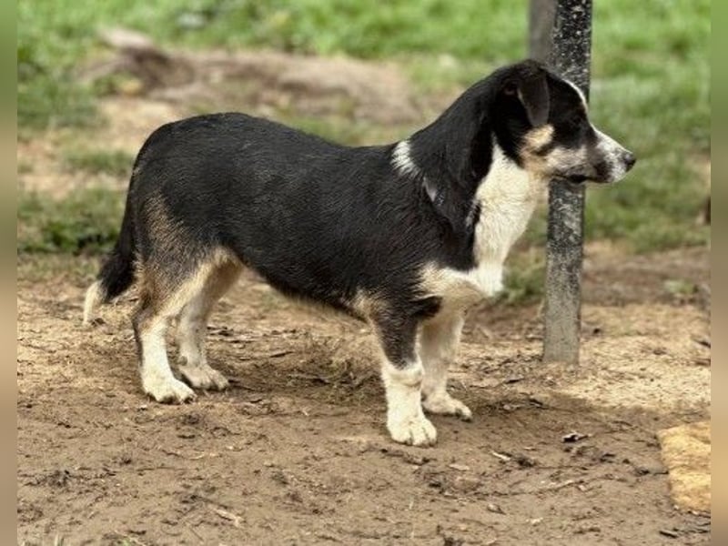 Elliot – lebensfroher Hundejunge mit großem Herz