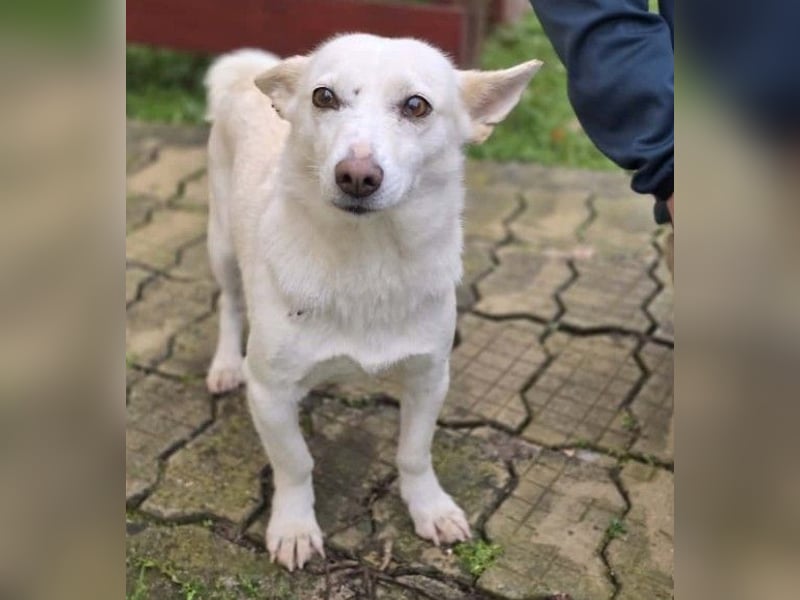 menschenbezogene, liebe Perla