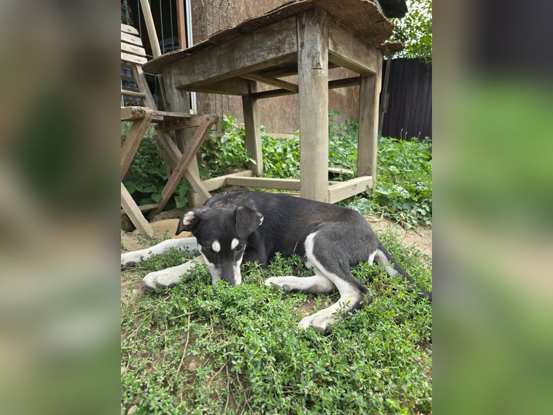 CASPAR - lieber, offener Junghund sucht seine Familie