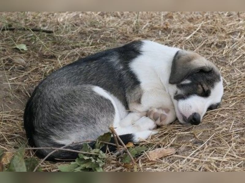 liebenswerter, kleiner Biscuit