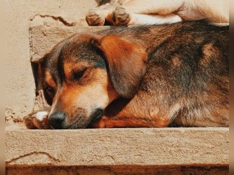 TALISKA - liebenswerte, ruhige Hündin sucht ihre Menschen