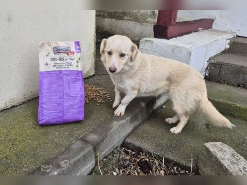 liebe, freundliche Hündin 1 sucht ihre Menschen