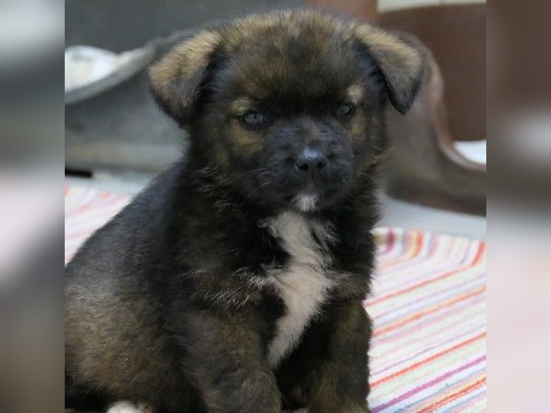 zauberhaftes Welpenmädchen 2 G