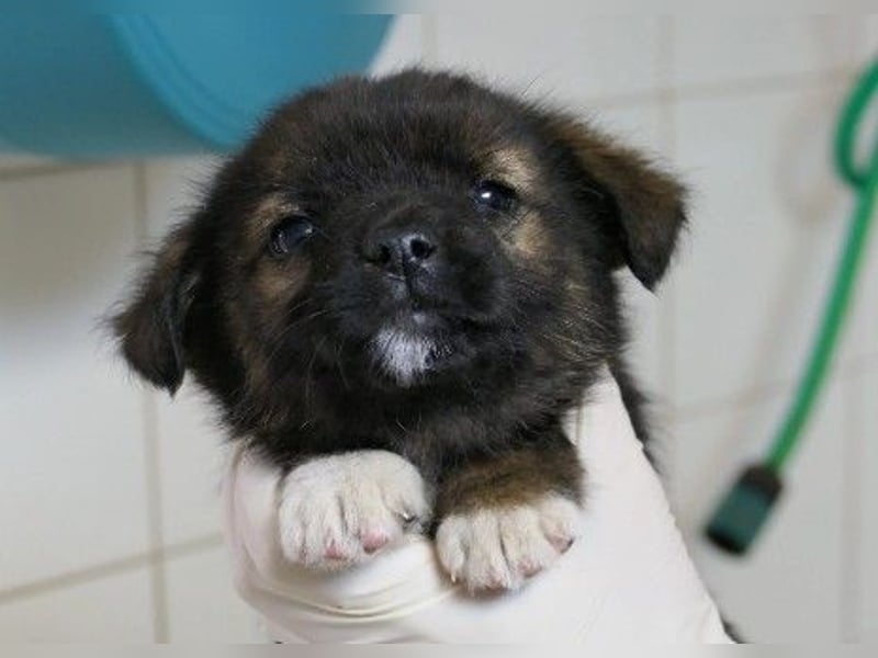 zauberhaftes Welpenmädchen 2 G