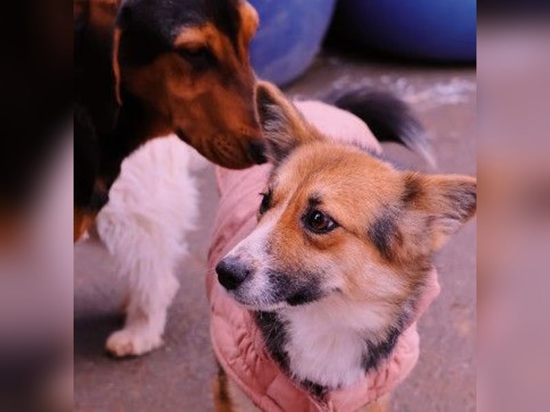 liebe, sanfte und kleine Cuva