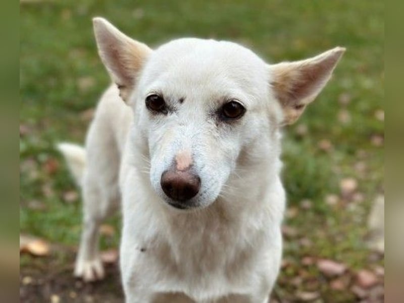 menschenbezogene, liebe Perla