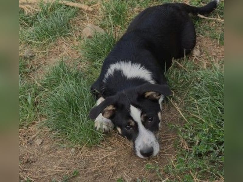 Elliot – lebensfroher Hundejunge mit großem Herz