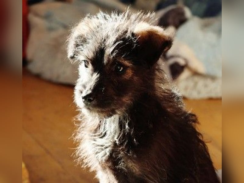 NED - süßer, bezaubernder Welpenjunge sucht seine Familie