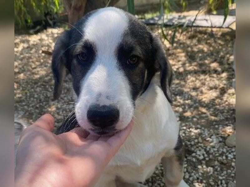 liebenswerter, kleiner Biscuit