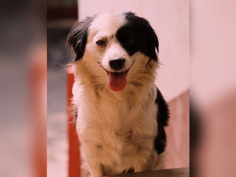 Amy, , zuckersüße Junghündin wartet auf ihre Herzensmenschen