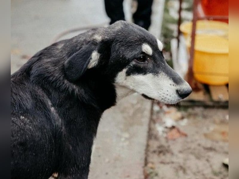 CASPAR - lieber, offener Junghund sucht seine Familie