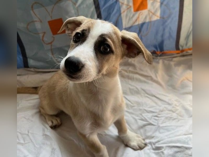 verschmuster, lieber Emoji