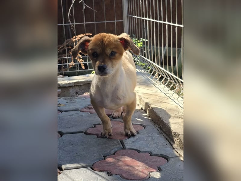 kleiner FLYNN sucht seine Familie