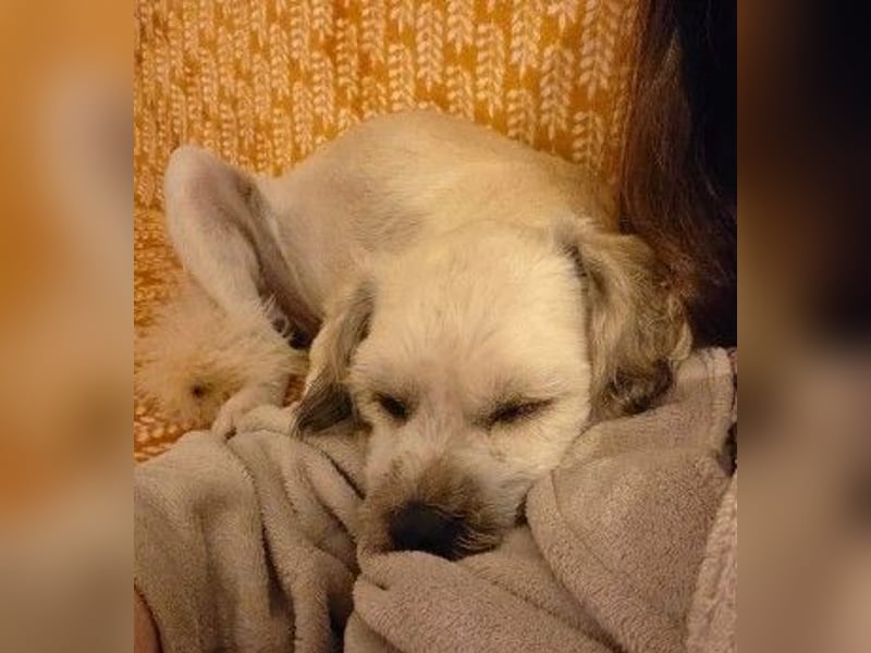 LUCKY - Kuschelkönig sucht sein Für-immer-Zuhause