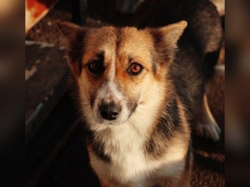 liebe, sanfte und kleine Cuva