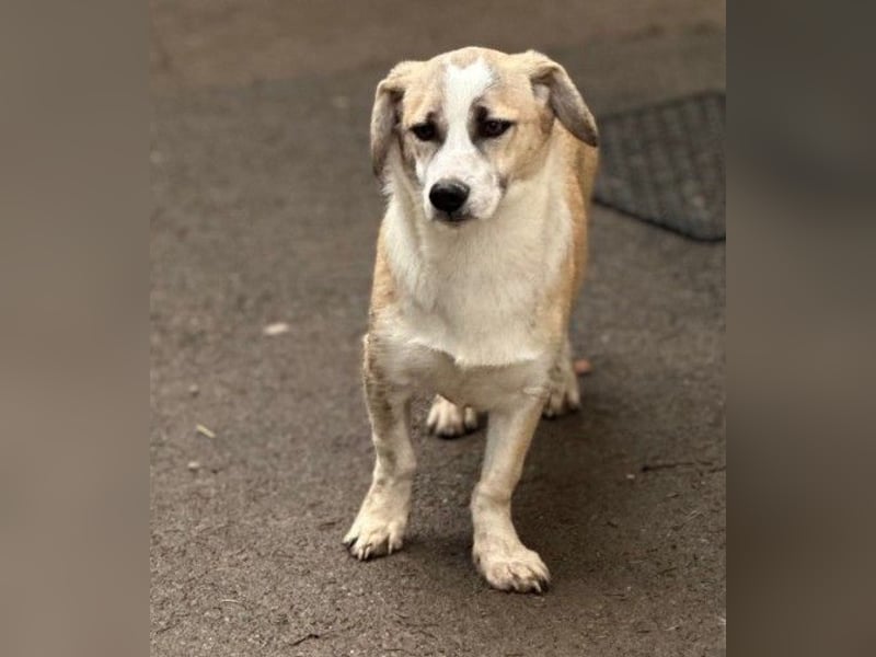 zauberhafter Emoji sucht seine Menschen