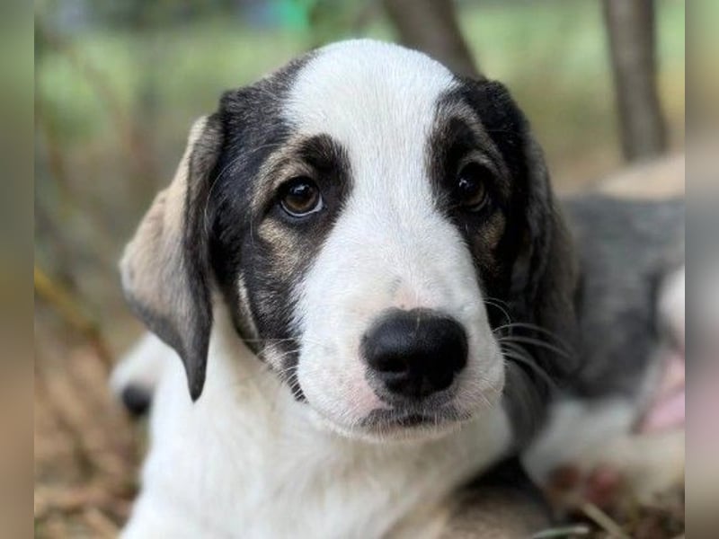 liebenswerter, kleiner Biscuit