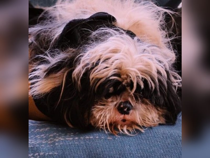 süßer, kleiner Alvin