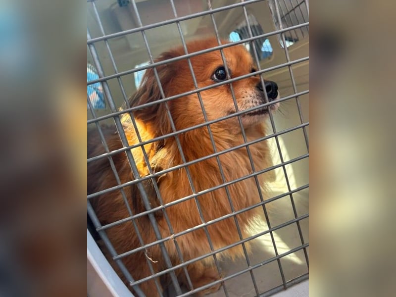 kleiner FLYNN sucht seine Familie