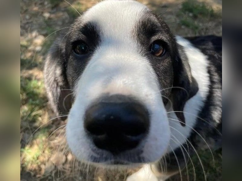 liebenswerter, kleiner Biscuit