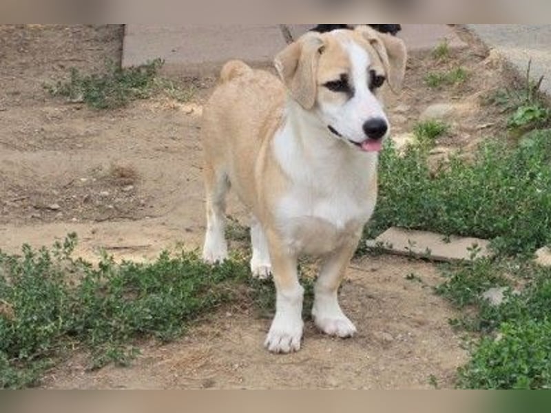 zauberhafter Emoji sucht seine Menschen