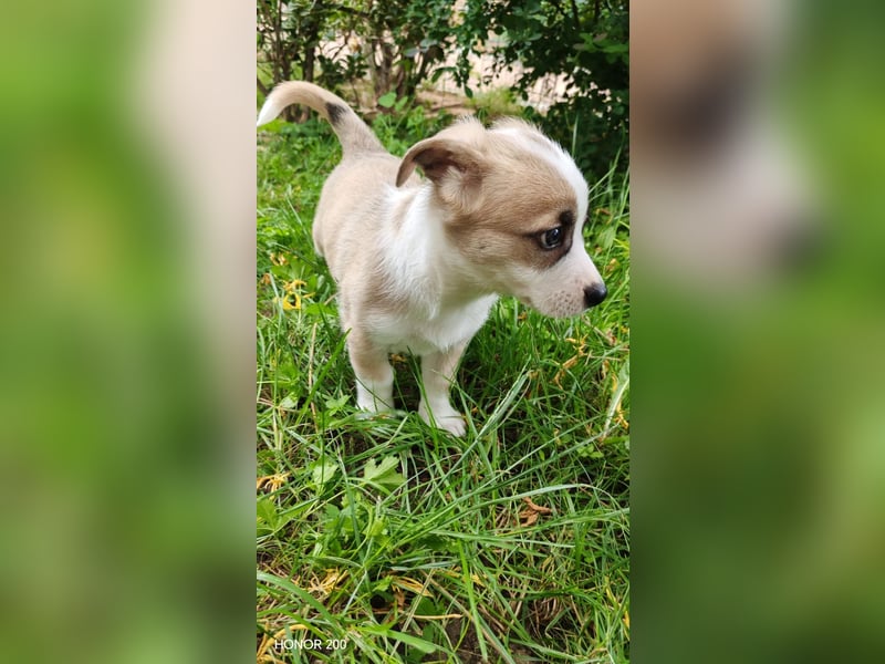 Emoji kleiner Rüde mit großem Herz