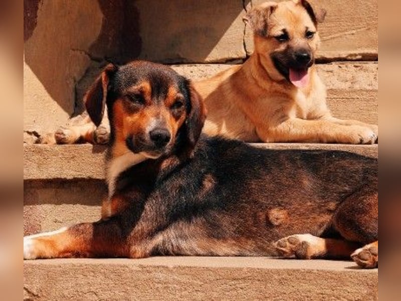 TALISKA - liebenswerte, ruhige Hündin sucht ihre Menschen