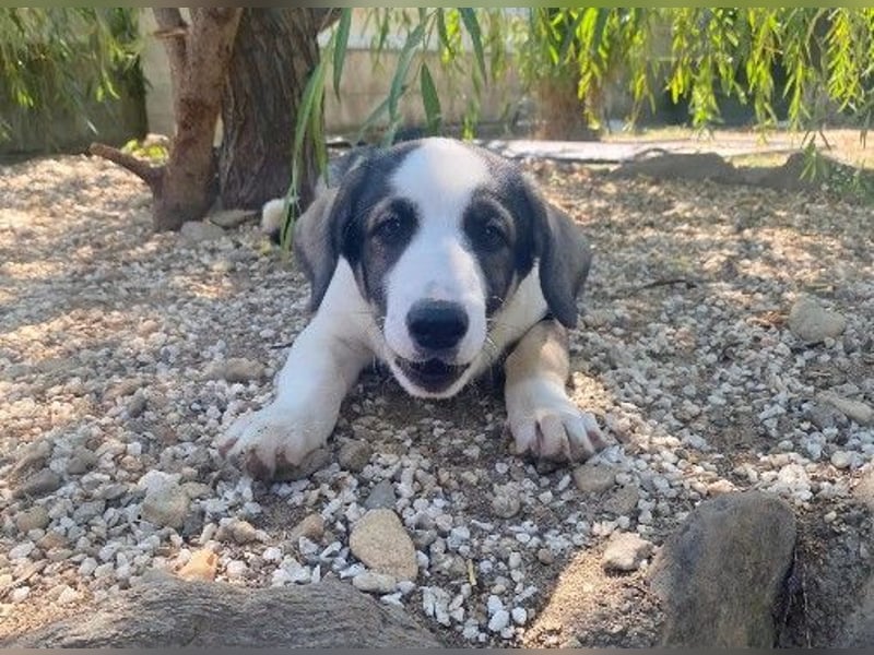liebenswerter, kleiner Biscuit