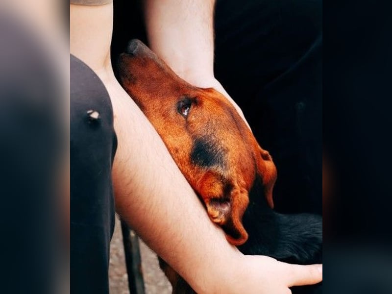 RICO - freundlicher, aktiver Rüde sucht seine Menschen