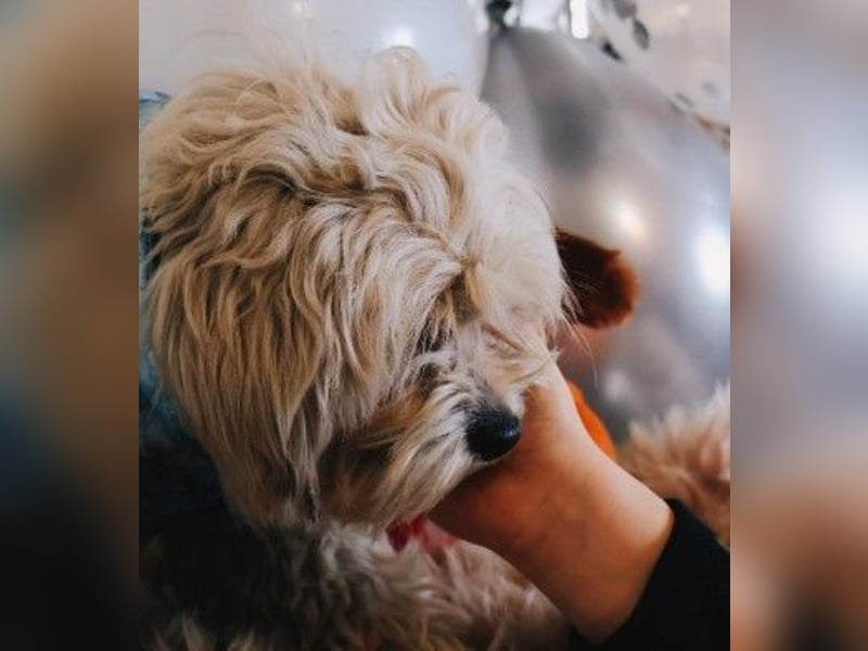 süßer, kleiner Berti sucht seine Menschen