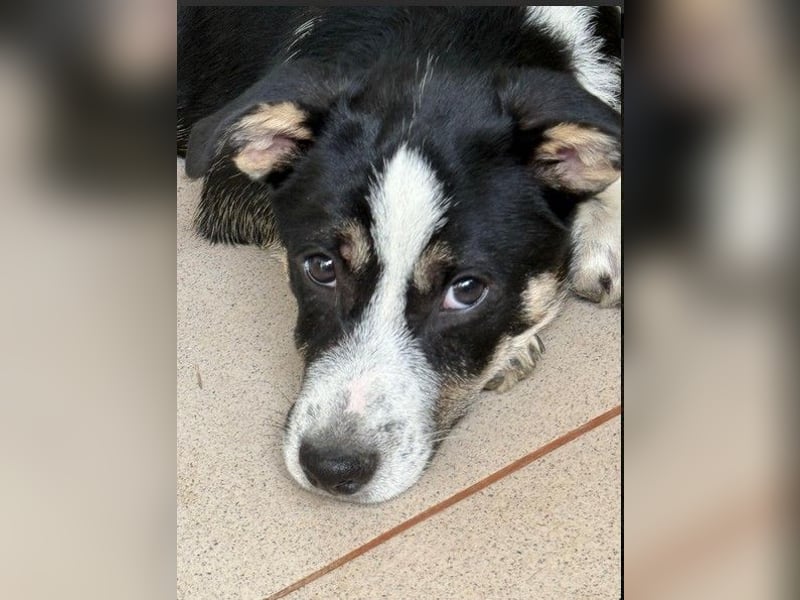 Elliot – lebensfroher Hundejunge mit großem Herz