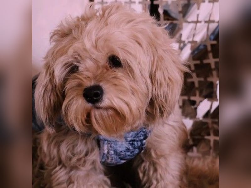 süßer, kleiner Berti sucht seine Menschen