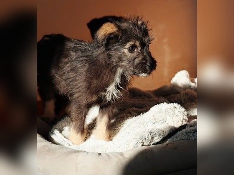 NED - süßer, bezaubernder Welpenjunge sucht seine Familie