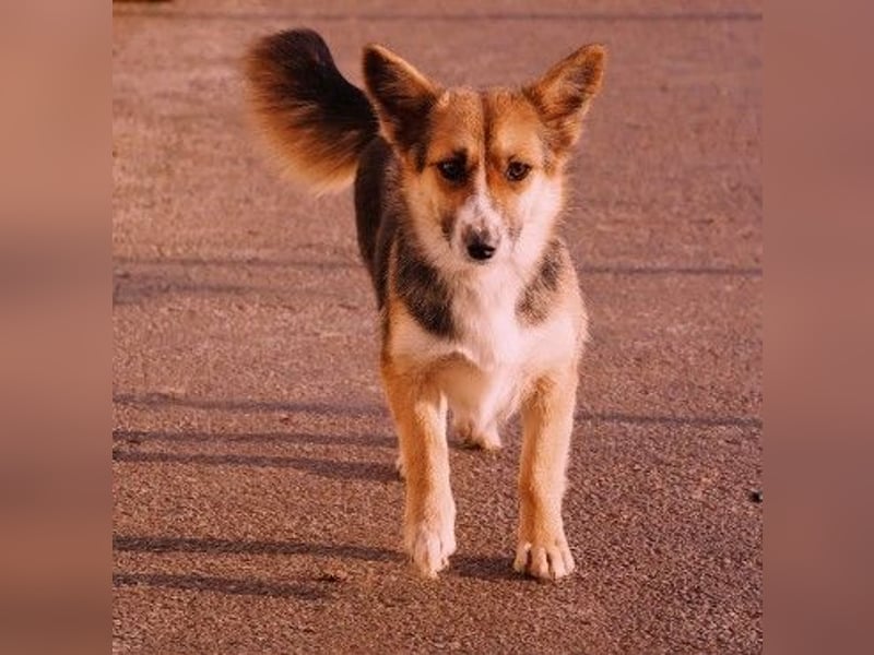 liebe, sanfte und kleine Cuva