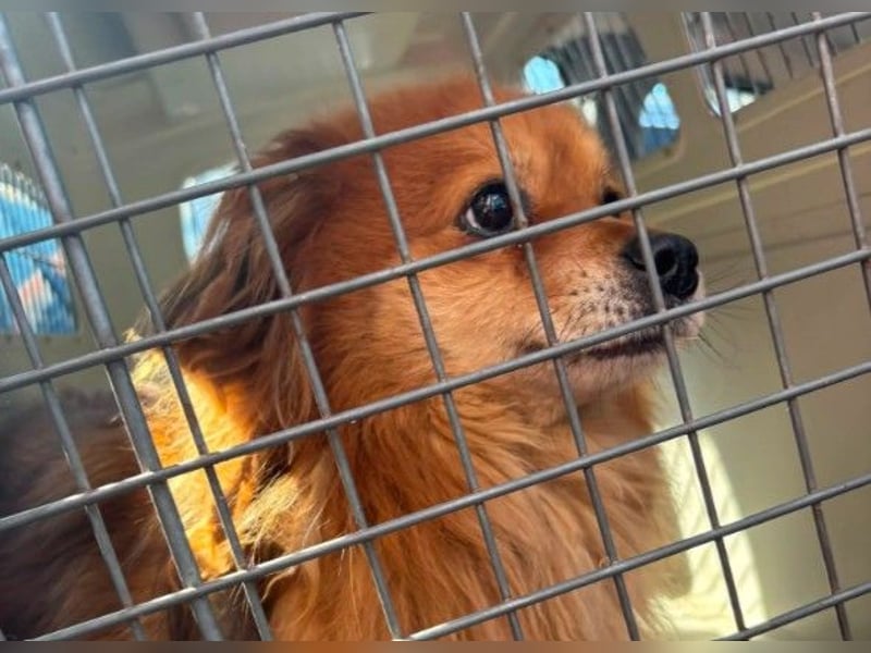 kleiner FLYNN sucht seine Familie