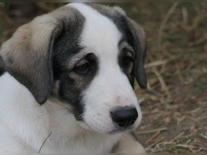 liebenswerter, kleiner Biscuit