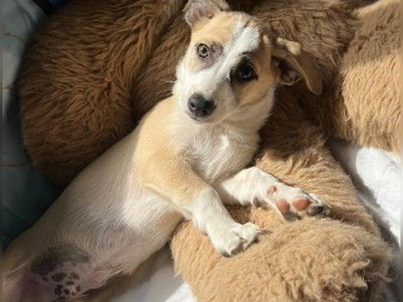 zauberhafter Emoji sucht seine Menschen