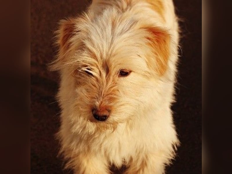 zauberhafte Junghündin Edith